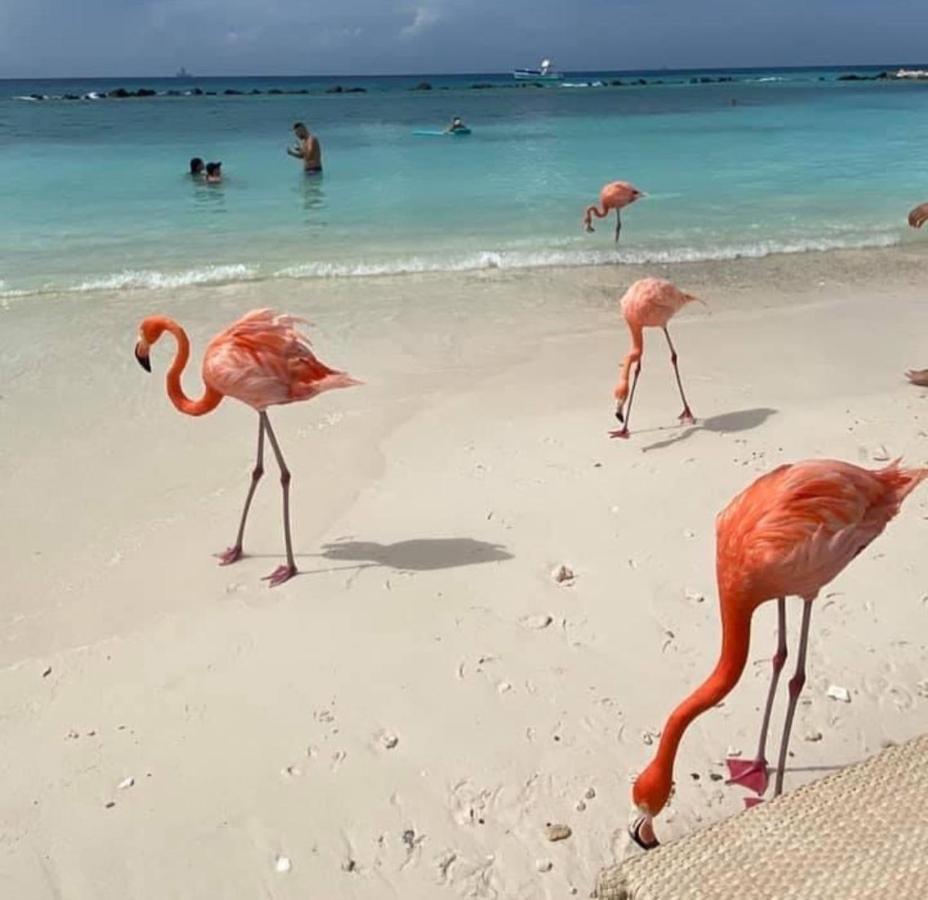 Divi Aruba Phoenix Beach Resort Palm Beach Bagian luar foto